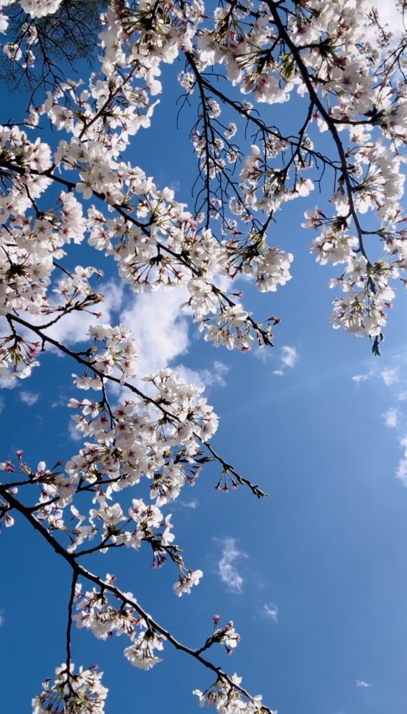 現在の画像に代替テキストがありません。ファイル名: 8dbf7b13bfebdf740fec373fe5f628ae.jpeg