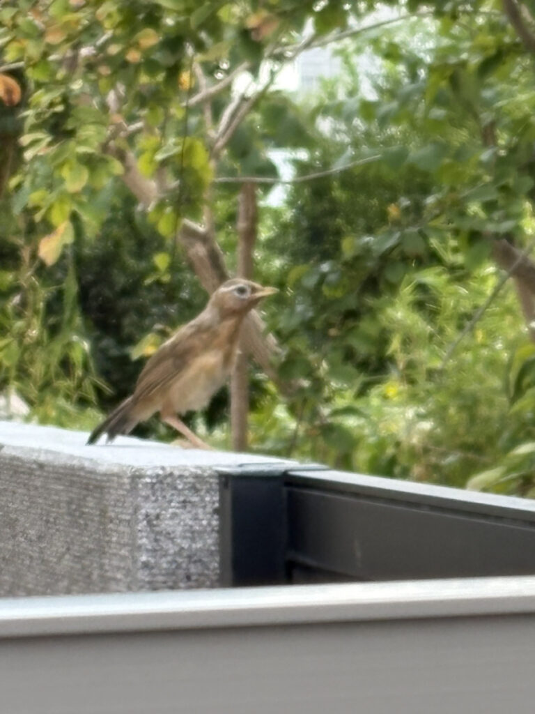 現在の画像に代替テキストがありません。ファイル名: 69151f2adce3201fbd98c00f1f64fcd3.jpeg