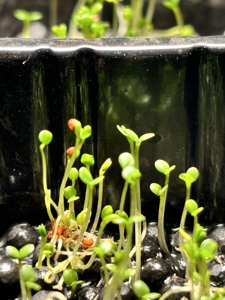 現在の画像に代替テキストがありません。ファイル名: 29d3bc99193cb0b837fb8cc53f050ae5-scaled.jpeg