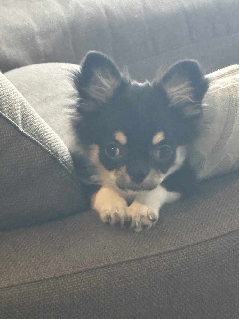 現在の画像に代替テキストがありません。ファイル名: 31e010ea77d697ed6c0c3a9fb6841664-scaled.jpeg