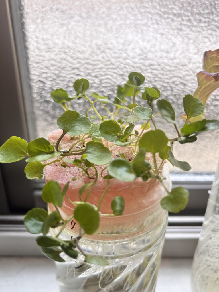 現在の画像に代替テキストがありません。ファイル名: 5e4896966c9944fcf00890f4502605bf-scaled.jpeg