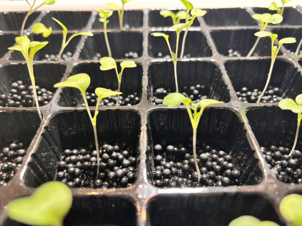 現在の画像に代替テキストがありません。ファイル名: cbf5b9f60da99bf791c0aa12a770f429-scaled.jpeg